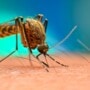 Dengue myths