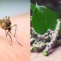 Dengue home remedies